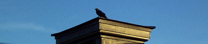 Jackdaw on the roof.