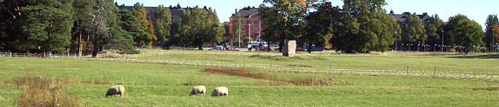 Sheep at Polacksbacken.