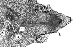 Section of P. sylvestris hypocotyl root