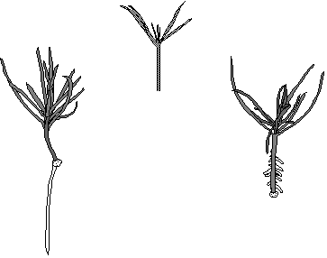 Three cuttings