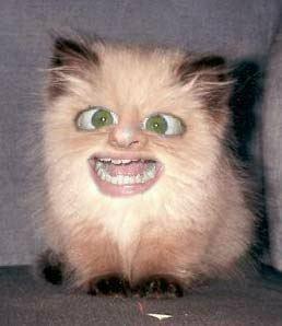 en s�t kissekatt!